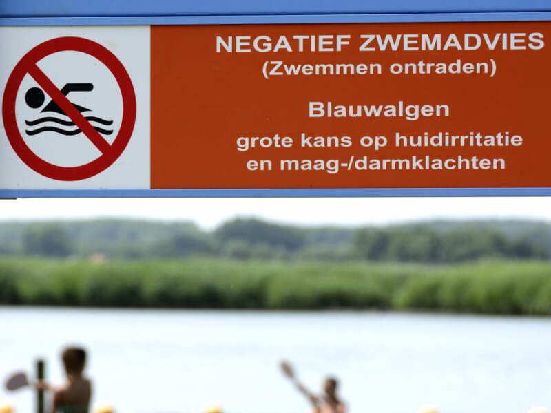 voor-blauwalgen